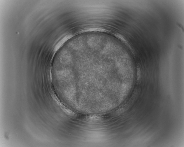 X0000099491274200806051050