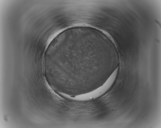 X0000099491295200806051050