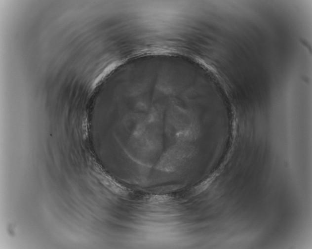 X0000099491306200806051049