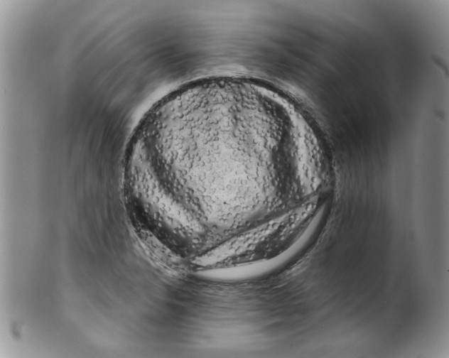 X0000099491326200806051050