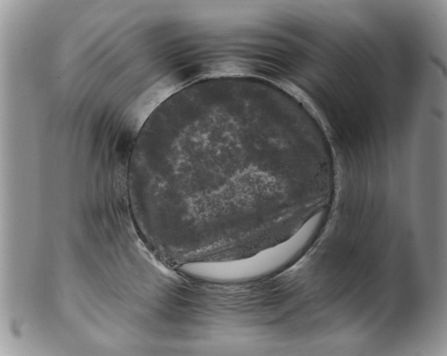 X0000099491337200806051050