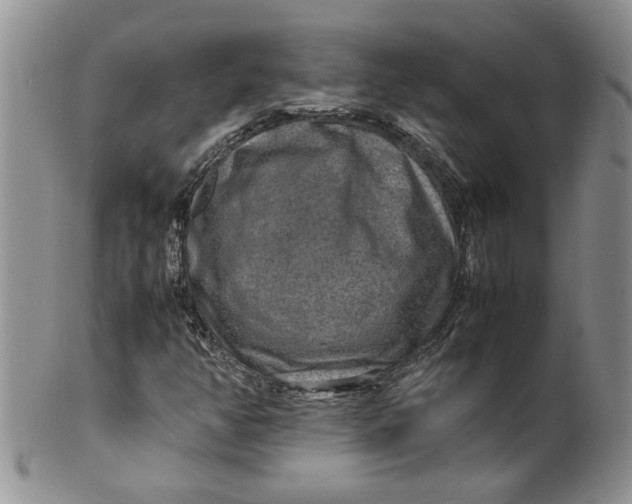 X0000099491350200806051049