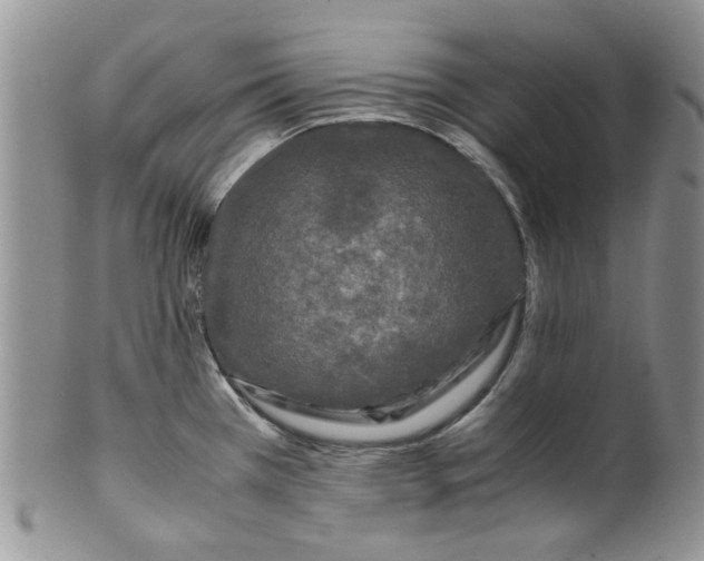 X0000099491385200806051049