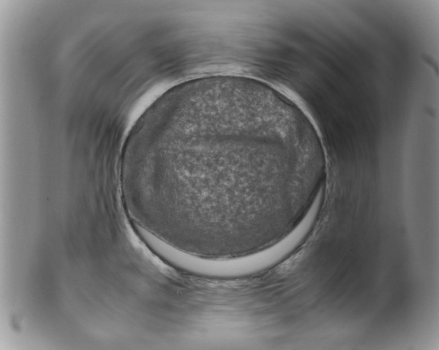 X0000099491389200806051049