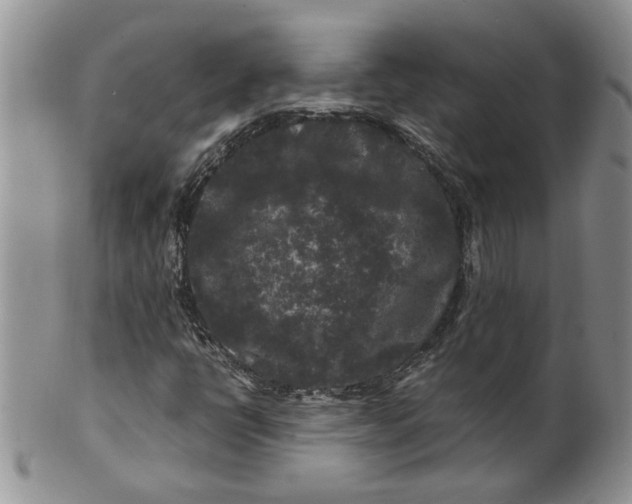 X0000099491398200806051048