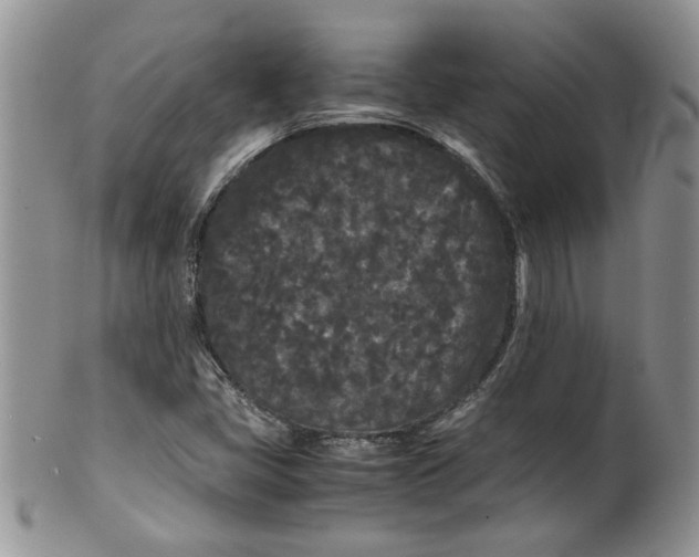 X0000099491405200806051048