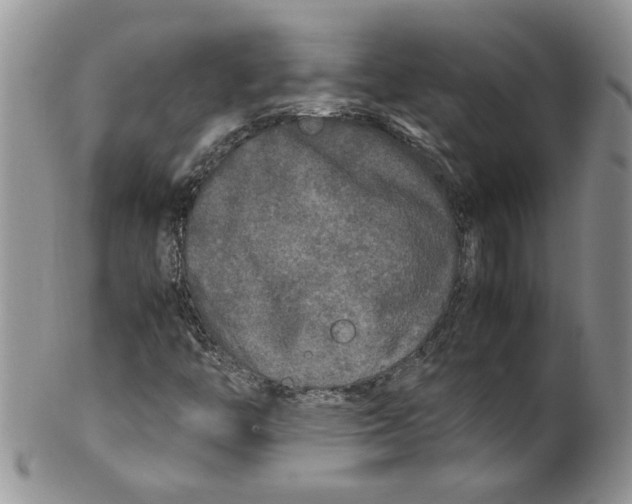 X0000099491446200806051048