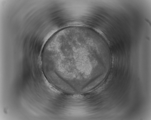 X0000099491466200806051047