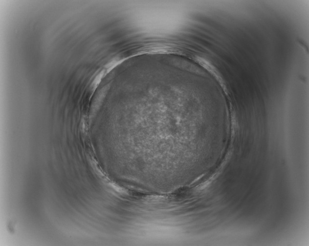 X0000099491481200806051047