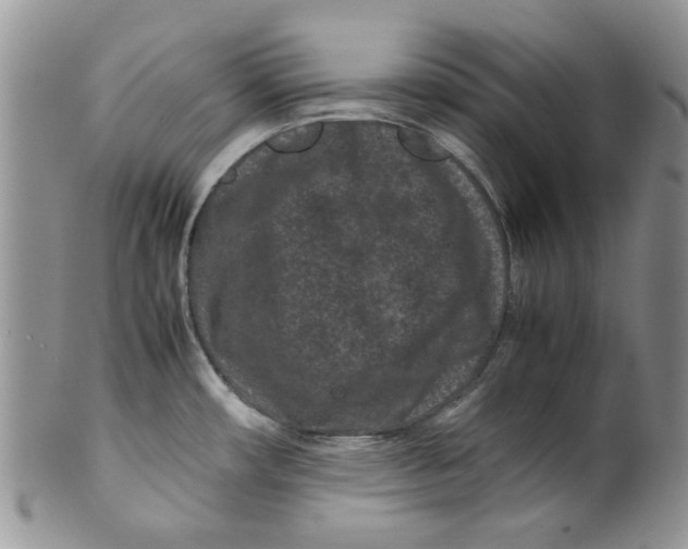 X0000099491482200806051047