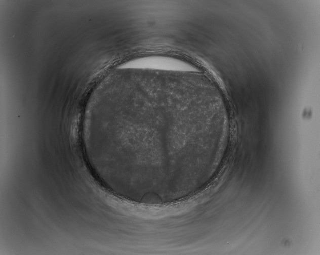 X0000099490018200806121403