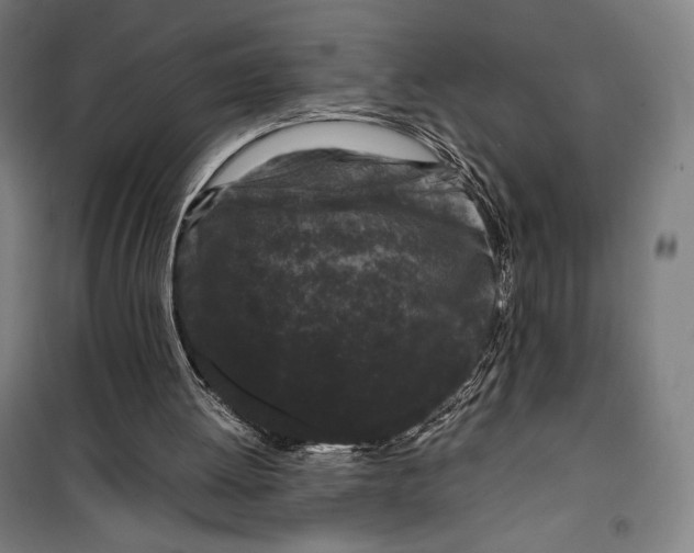 X0000099490052200806121401