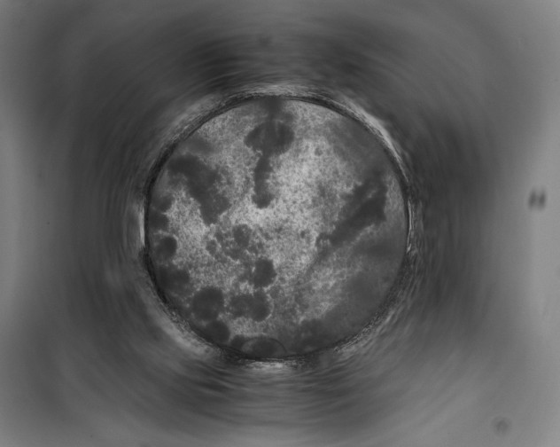 X0000099490061200806121402