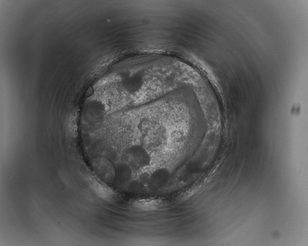 X0000099490065200806121402