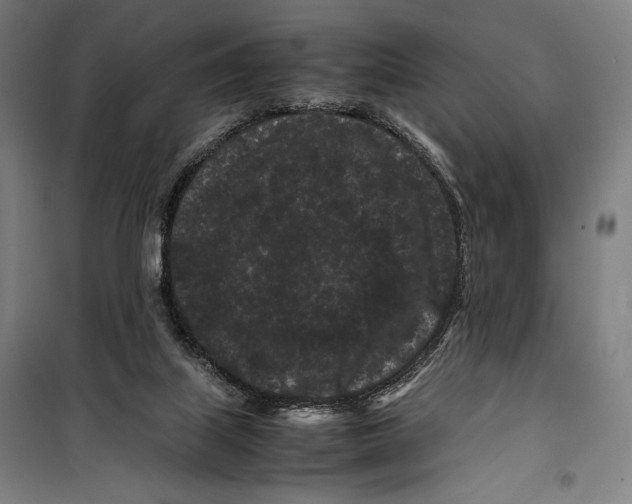 X0000099490067200806121402