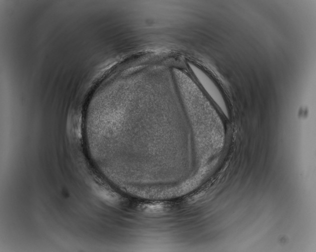 X0000099490068200806121402