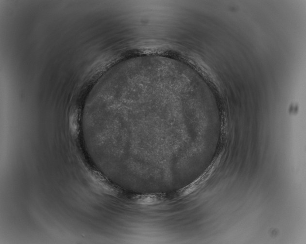 X0000099490074200806121402