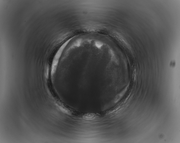 X0000099490076200806121402