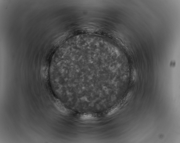 X0000099490177200806121400