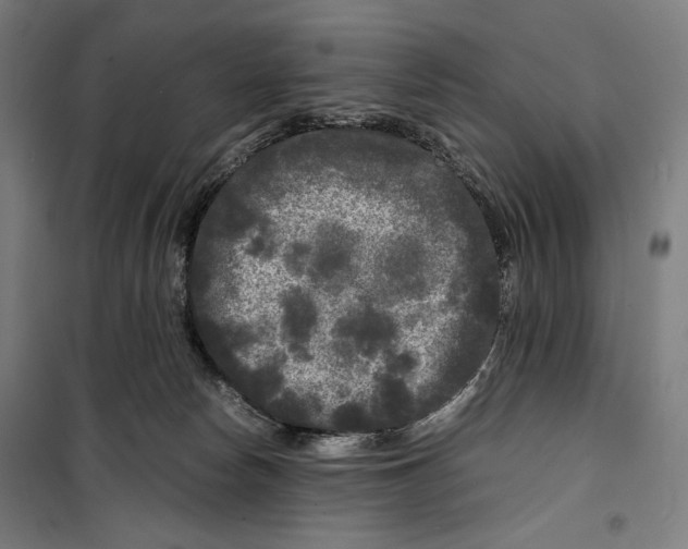 X0000099490178200806121400