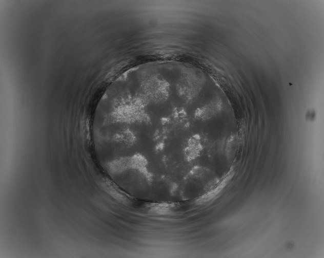 X0000099490182200806121401