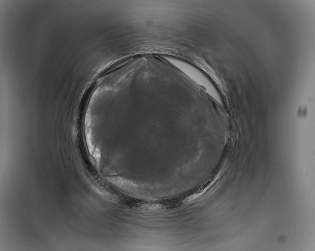 X0000099490203200806121400