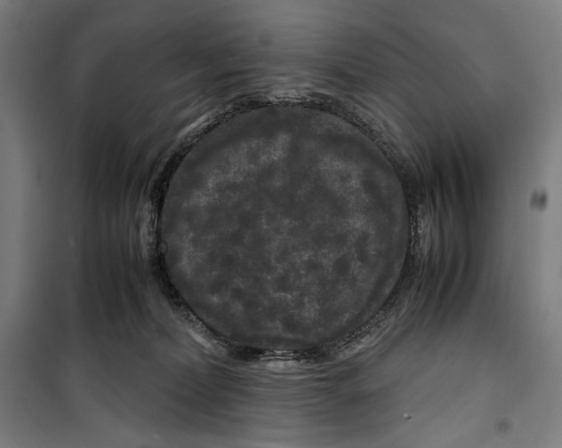 X0000099490228200806121359