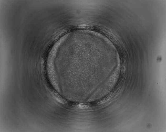 X0000099490270200806121359