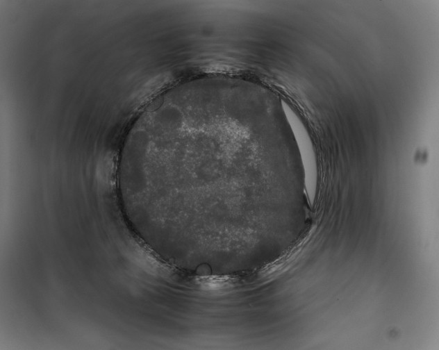 X0000099490273200806121359