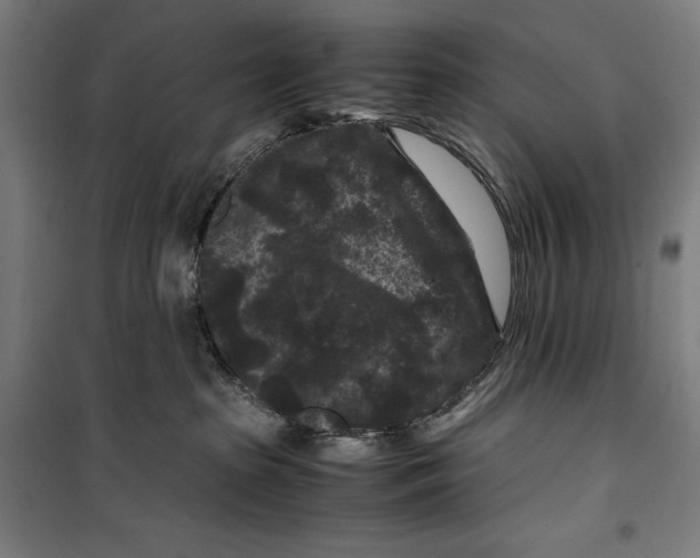 X0000099490285200806121359