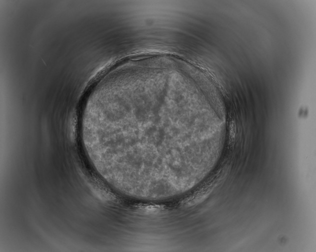 X0000099490304200806121358