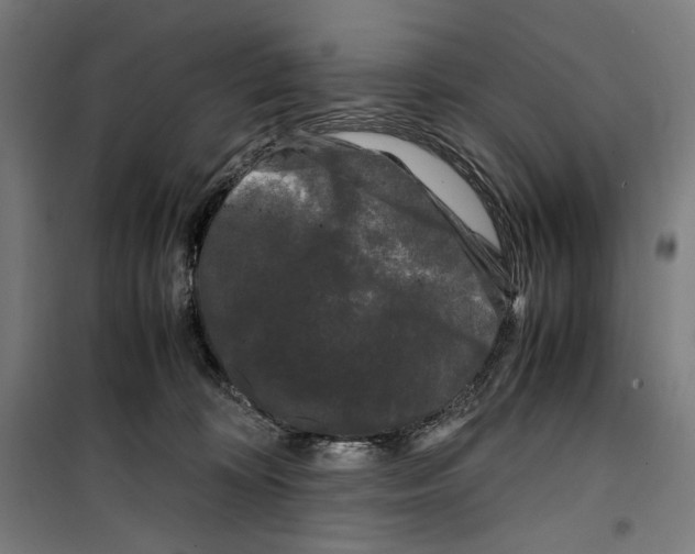 X0000099490324200806121358