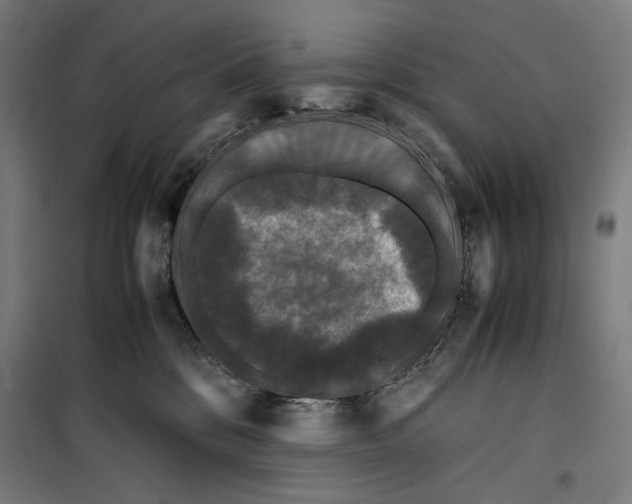 X0000099490328200806121358