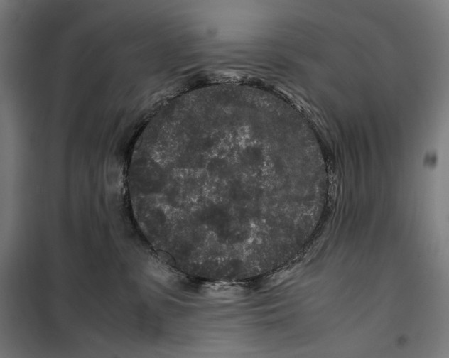 X0000099490331200806121358