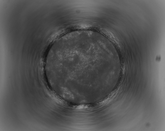 X0000099490366200806121357