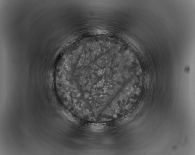 X0000099490373200806121358