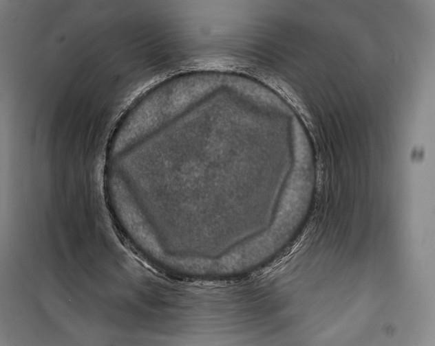 X0000099490434200806121356