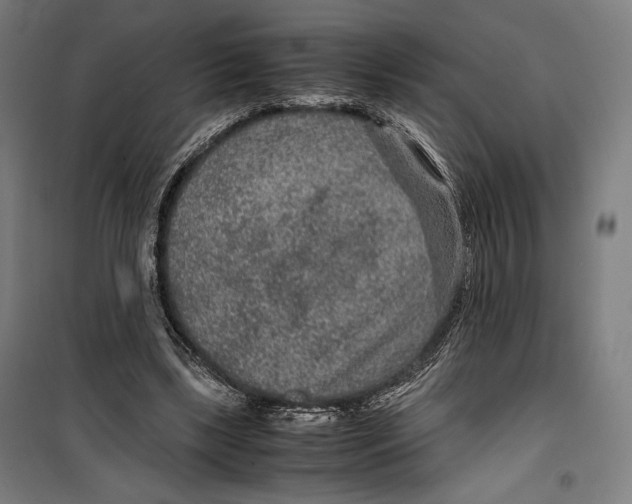 X0000099490443200806121356