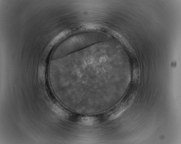 X0000099490444200806121356