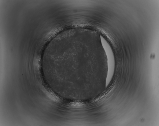 X0000099490451200806121356