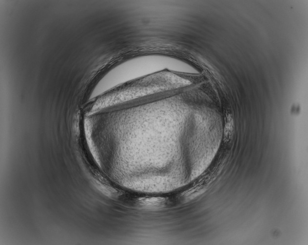 X0000099490452200806121356