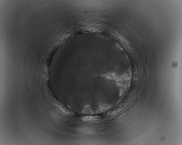 X0000099490465200806121356