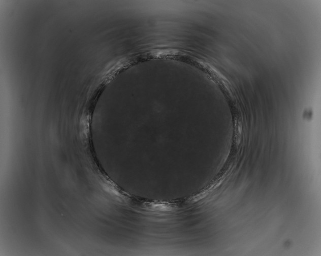 X0000099490475200806121356