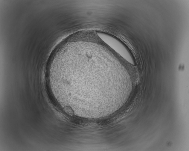 X0000099490483200806121356