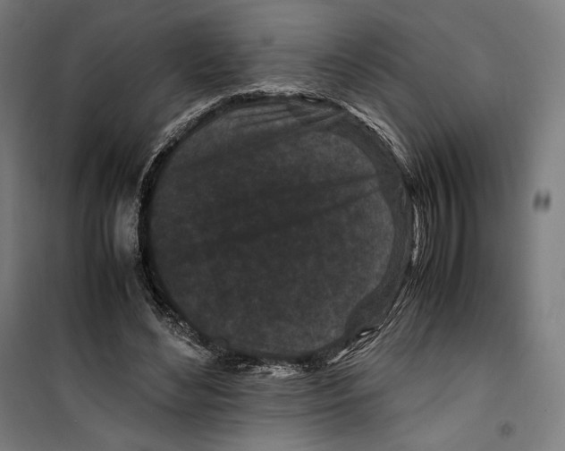 X0000099490492200806121355