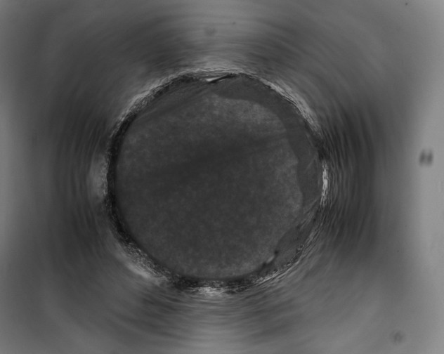 X0000099490496200806121355