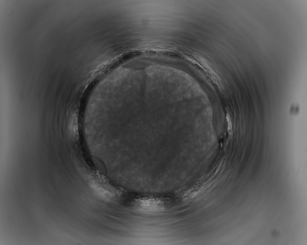 X0000099490500200806121355