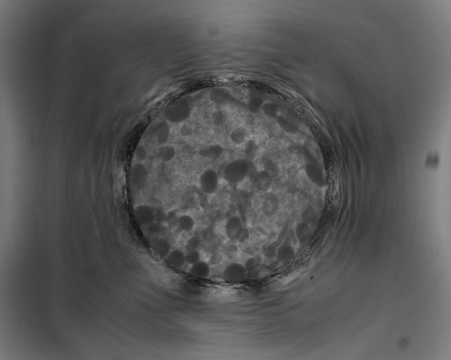 X0000099490523200806121355