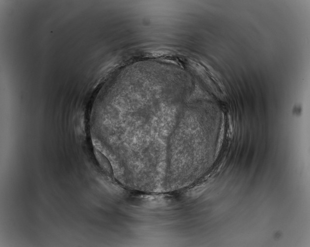 X0000099490524200806121355