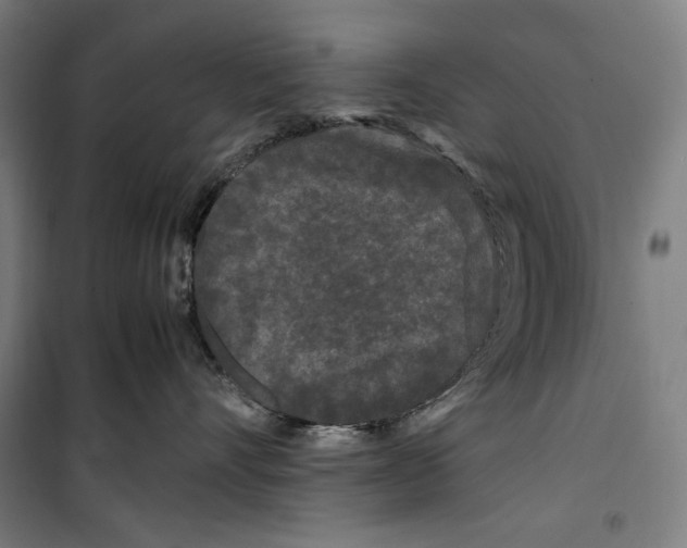 X0000099490528200806121355